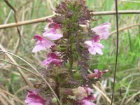 Pedicularis palustris 67, Moeraskartelblad, Saxifraga-National Botanical Garden of Latvia