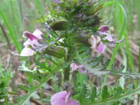 Pedicularis palustris 68, Moeraskartelblad, Saxifraga-National Botanical Garden of Latvia