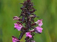 Pedicularis palustris 69, Moeraskartelblad, Saxifraga-Hans Dekker