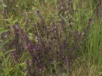 Pedicularis palustris 72, Moeraskartelblad, Saxifraga-Willem van Kruijsbergen