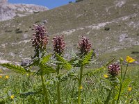 Pedicularis recutita 11, Saxifraga-Luuk Vermeer