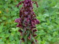 Pedicularis recutita 8, Saxifraga-Ed Stikvoort