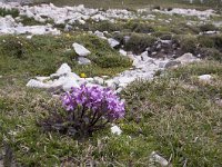 Pedicularis rosea ssp rosea 4, Saxifraga-Luuk Vermeer