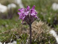 Pedicularis rostratocapitata 7, Saxifraga-Luuk Vermeer