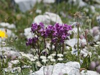 Pedicularis rostratocapitata 8, Saxifraga-Luuk Vermeer