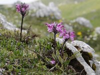 Pedicularis rostratocapitata 9, Saxifraga-Luuk Vermeer