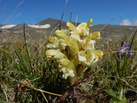 Pedicularis sibthorpii 8, Saxifraga-Ed Stikvoort