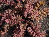 Pedicularis sylvatica 101, Heidekartelblad, Saxifraga-Hans Dekker