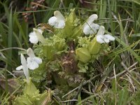 Pedicularis sylvatica 107, Heidekartelblad, Saxifraga-Willem van Kruijsbergen