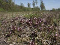 Pedicularis sylvatica 110, Heidekartelblad, Saxifraga-Willem van Kruijsbergen