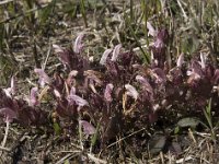 Pedicularis sylvatica 112, Heidekartelblad, Saxifraga-Willem van Kruijsbergen