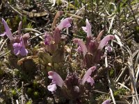 Pedicularis sylvatica 91, Heidekartelblad, Saxifraga-Willem van Kruijsbergen