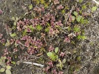 Pedicularis sylvatica 97, Heidekartelblad, Saxifraga-Willem van Kruijsbergen