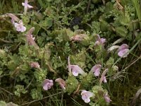 Pedicularis sylvatica 99, Heidekartelblad, Saxifraga-Willem van Kruijsbergen