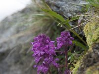 Pedicularis verticilata