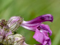 Pedicularis verticillata 25, Saxifraga-Sonja Bouwman  Kranskartelblad - Pedicularis verticillata - Orobanchaceae familie