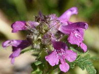 Pedicularis verticillata 26, Saxifraga-Sonja Bouwman  Kranskartelblad - Pedicularis verticillata - Orobanchaceae familie