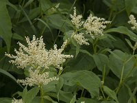 Persicaria alpina 3, Saxifraga-Jan van der Straaten