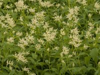 Persicaria alpina 4, Saxifraga-Jan van der Straaten