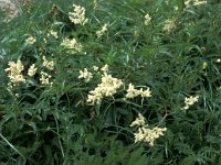 Persicaria alpina 7, Saxifraga-Jan van der Straaten