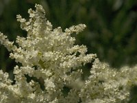 Persicaria alpina 8, Saxifraga-Jan van der Straaten