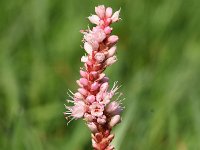 Persicaria amphibia 7, Veenwortel, Saxifraga-Sonja Bouwman