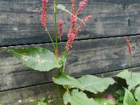 Persicaria amplexicaulis 5, Doorgroeide duizendknoop, Saxifraga-Rutger Barends