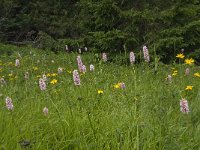 Persicaria bistorta 15, Adderwortel, Saxifraga-Willem van Kruijsbergen