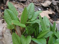 Persicaria bistorta 16, Adderwortel, Saxifraga-Rutger Barendse