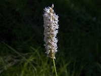 Persicaria bistorta 17, Adderwortel, Saxifraga-Marijke Verhagen