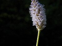 Persicaria bistorta 19, Adderwortel, Saxifraga-Marijke Verhagen