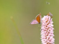 Violet copper in germany  Violet Copper Butterfly (Lycaena helle) resting on snakeweed : Bug, Lycaena, animal, antenna, beautiful, beauty, black, bloom, blooming, blossom, botanic, botanical, butterfly, close, closeup, colorful, copper, detail, dispar, entomology, europe, evening, fauna, glowing, green, helle, hippothoe, insect, insecta, iridescent, large, lepidoptera, lycaenidae, lycaeninae, macro, meadow, metalshine, nature, orange, ornament, plant, red, reflection, shine, spring, summer, virgaureae, white, wild, wildlife