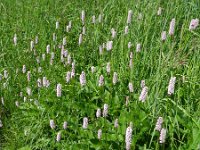 Persicaria bistorta 27, Adderwortel, Saxifraga-Rutger Barendse