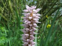 Persicaria bistorta 3, Adderwortel, Saxifraga-Rutger Barendse