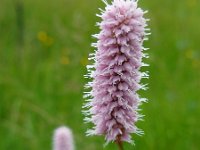 Persicaria bistorta 31, Adderwortel, Saxifraga-Ed Stikvoort