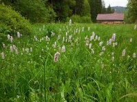 Persicaria bistorta 33, Adderwortel, Saxifraga-Ed Stikvoort