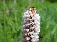 Persicaria bistorta 36, Adderwortel, Saxifraga-Rutger Barendse