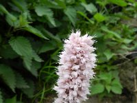 Persicaria bistorta 38, Adderwortel, Saxifraga-Rutger Barendse