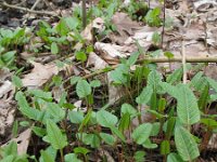 Persicaria bistorta 39, Adderwortel, Saxifraga-Rutger Barendse