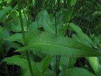 Persicaria bistorta 4, Adderwortel, Saxifraga-Rutger Barendse