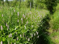 Persicaria bistorta 40, Adderwortel, Saxifraga-Rutger Barendse