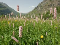 Persicaria bistorta 43, Adderwortel, Saxifraga-Harry Jans