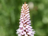 Persicaria bistorta 44, Adderwortel, Saxifraga-Sonja Bouwman  Adderwortel - Persicaria bistorta - Polygonaceae familie; Haute Nendaz, Alp Trider (Zw)