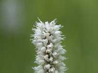 Persicaria bistorta 45, Adderwortel, Saxifraga-Willem van Kruijsbergen