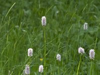 Persicaria bistorta 46, Adderwortel, Saxifraga-Willem van Kruijsbergen