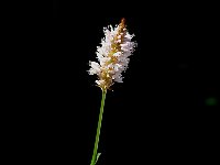 Persicaria bistorta 5, Adderwortel, Saxifraga-Jan van der Straaten