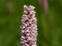 Persicaria bistorta 8, Adderwortel, Saxifraga-Branko Bakan