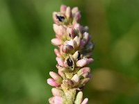 Persicaria maculosa 9, Perzikkruid, Saxifraga-Sonja Bouwman