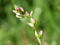 Persicaria mitis 20, Zachte duizendknoop, Saxifraga-Sonja Bouwman  978. Zachte duizendknoop - Persicaria mitis - Polygonaceae familie (i) Woerden