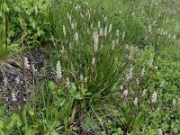 Persicaria vivipara 10, Saxifraga-Willem van Kruijsbergen